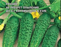 Лучшие самоопыляемые сорта огурцов для теплицы и открытого грунта